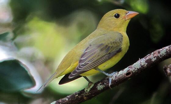 В ООН призывают активизировать усилия по сохранению биоразнообразия планеты.